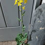 Flower 7