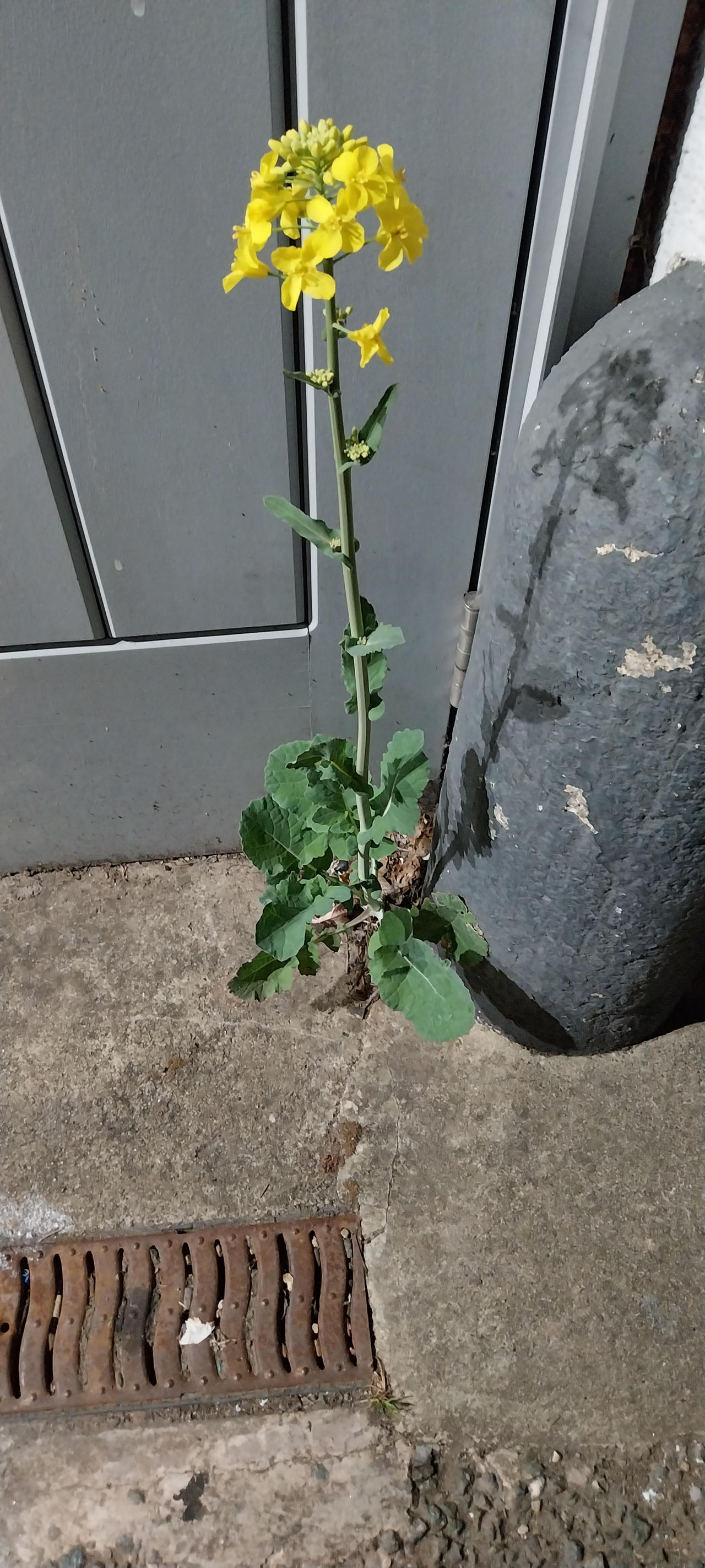 Flower 7