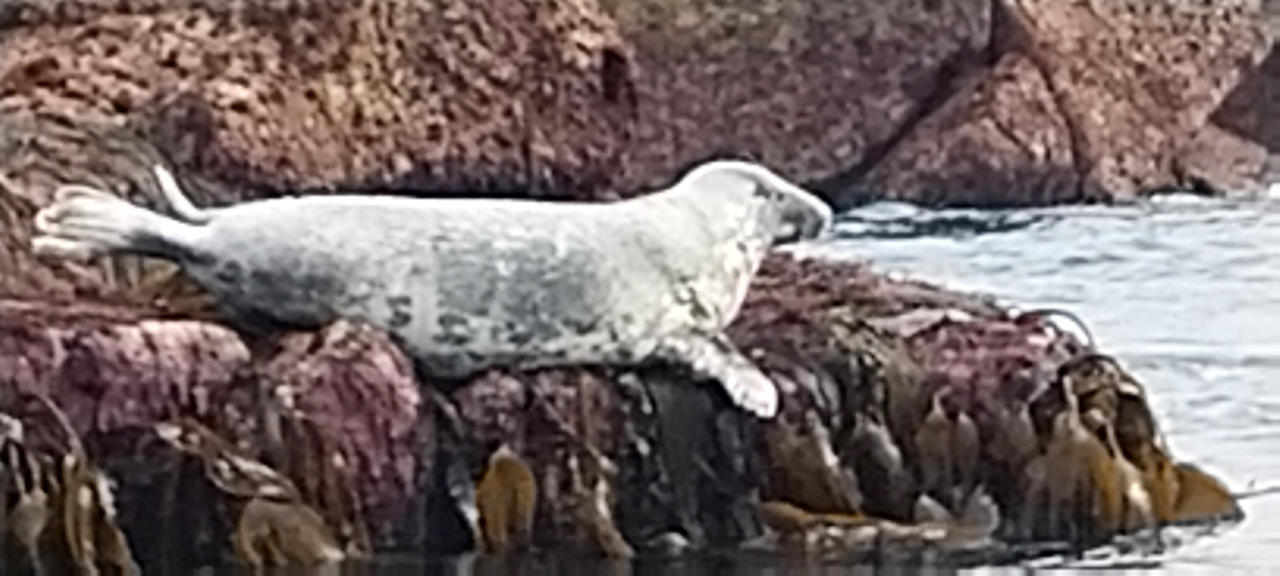 Seal on the rocks