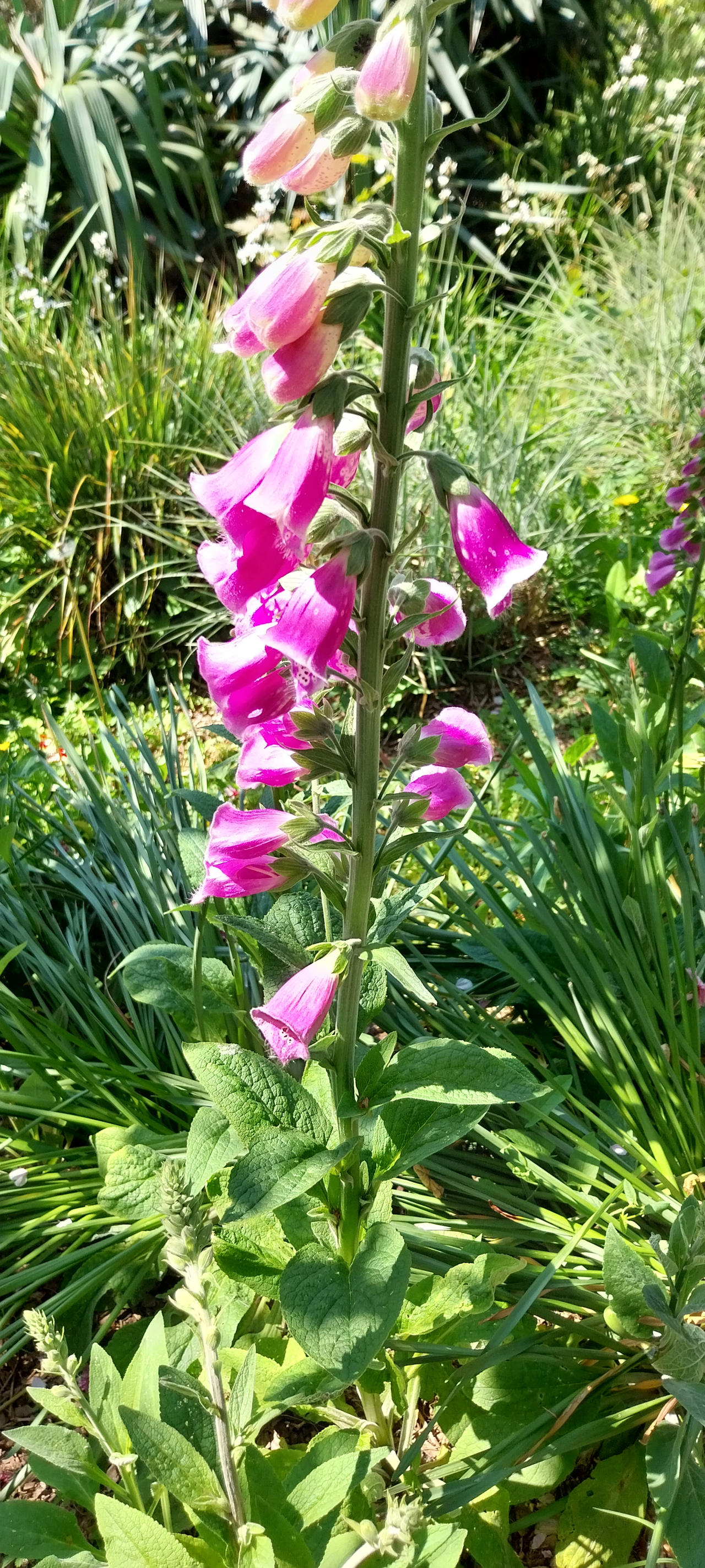Foxgloves