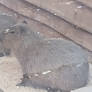 Capybara