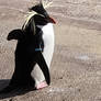 Rockhopper penguin