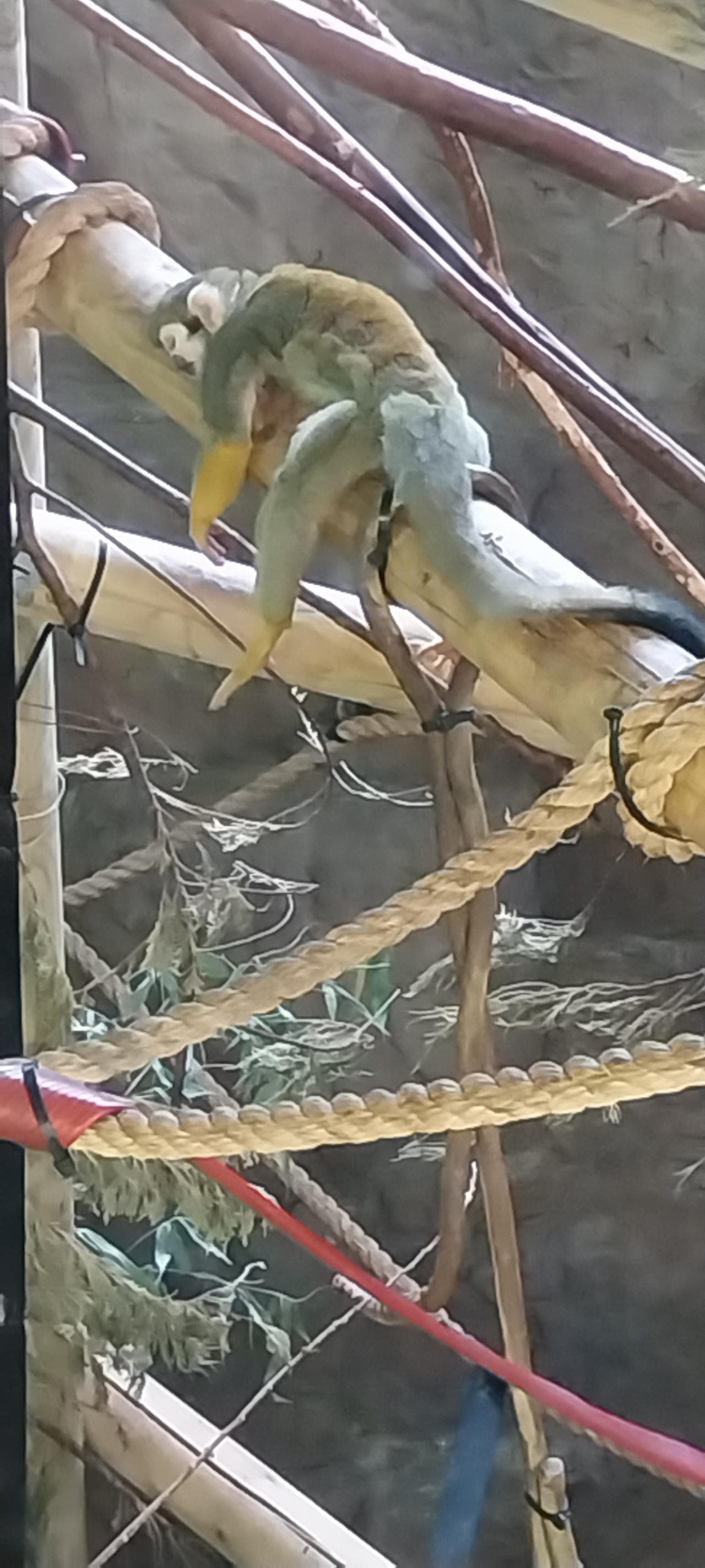 Spider monkey relaxing
