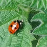 Ladybird