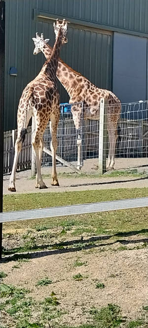 Giraffes