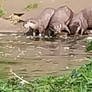 Otters
