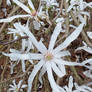 White flower 1