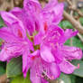 Pink flower
