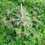 Deadhead plant