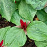 Small red plant