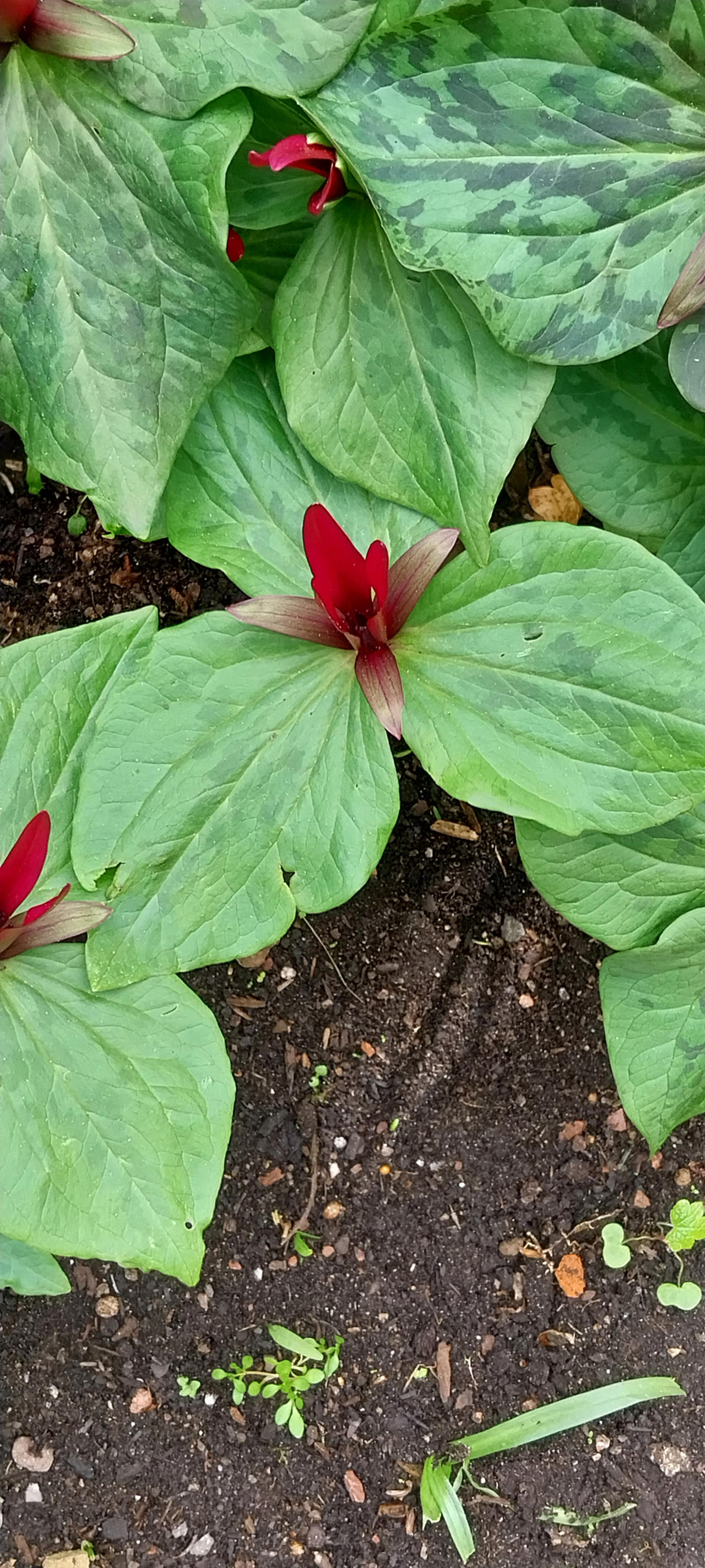 Small red plant