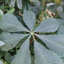 Large leaf