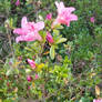 Pinky purple flower
