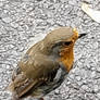 Robin