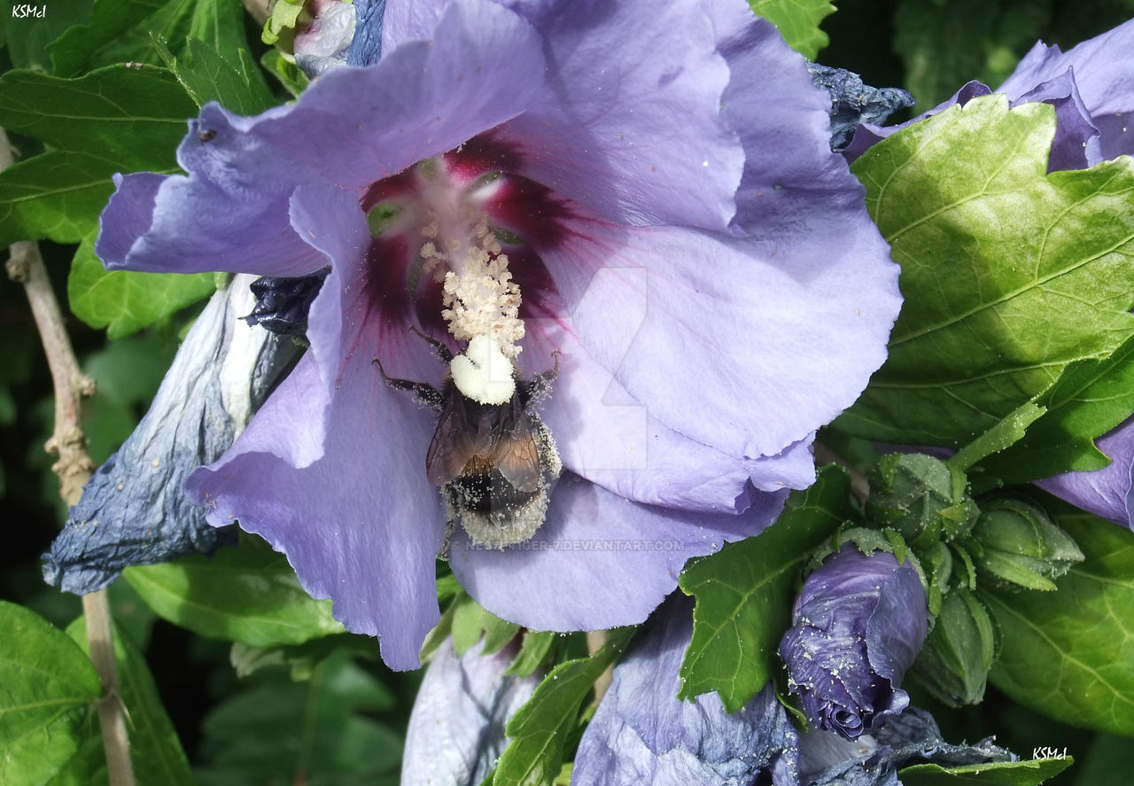 Hibiscus Bee