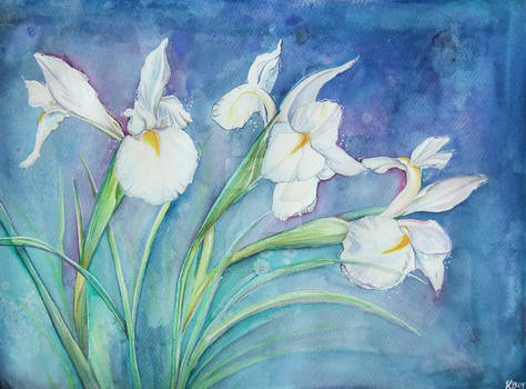 White Irises