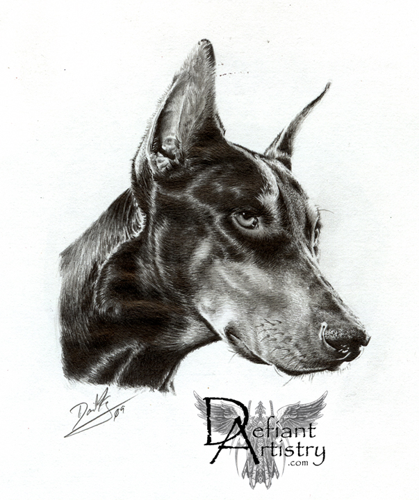 Doberman Portrait