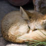 Fennec Fox