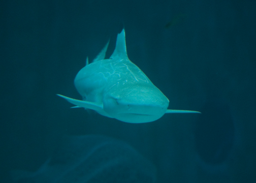 Blacktip reef shark 03