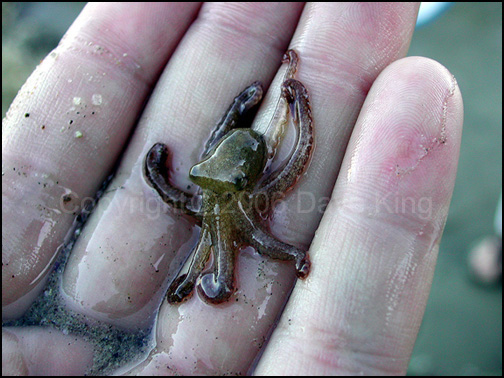 Baby Octopus