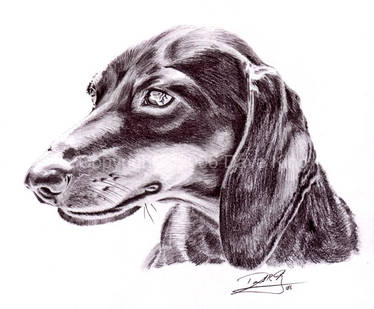 Dachshund