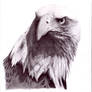 Eagle_1