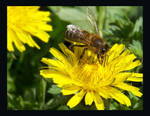 dandelion and bee by nicolehg