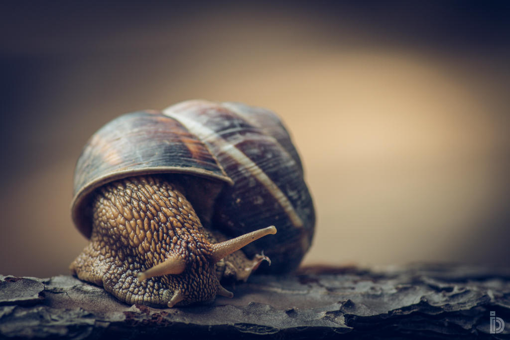 Snailin' Around II by ilkerdemirbolat