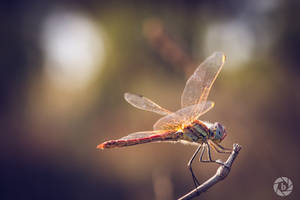 Dragonfly I