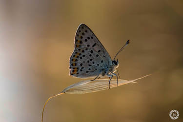 Butterfly in Sunset (Polyommatus icarus)