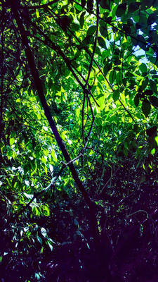 hidden in the bushes