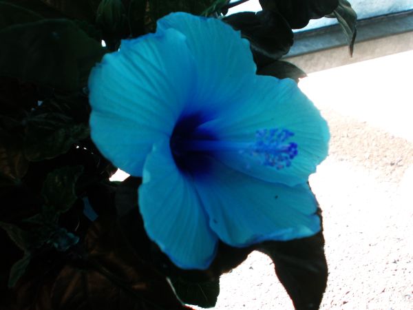 hibiscus