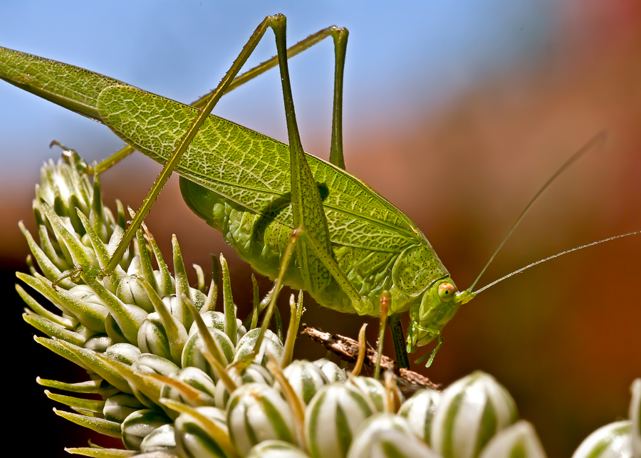 Katydid