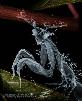 Water Mantis