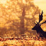Nature Animals Deer Sunlight - paulhaywardbangkok