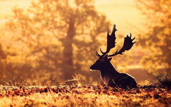 Nature Animals Deer Sunlight - paulhaywardbangkok