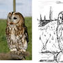 Tawny Owl Sketch (MERH FINRERS..)