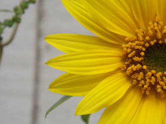 yellow sun flower