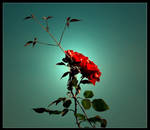 Red Rose by grunta-nz