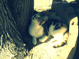 Kitty Looking at A Tree