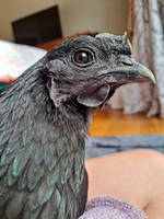 Onyx the chicken