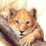 Lion Cub