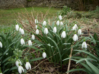 Snowdrops ,