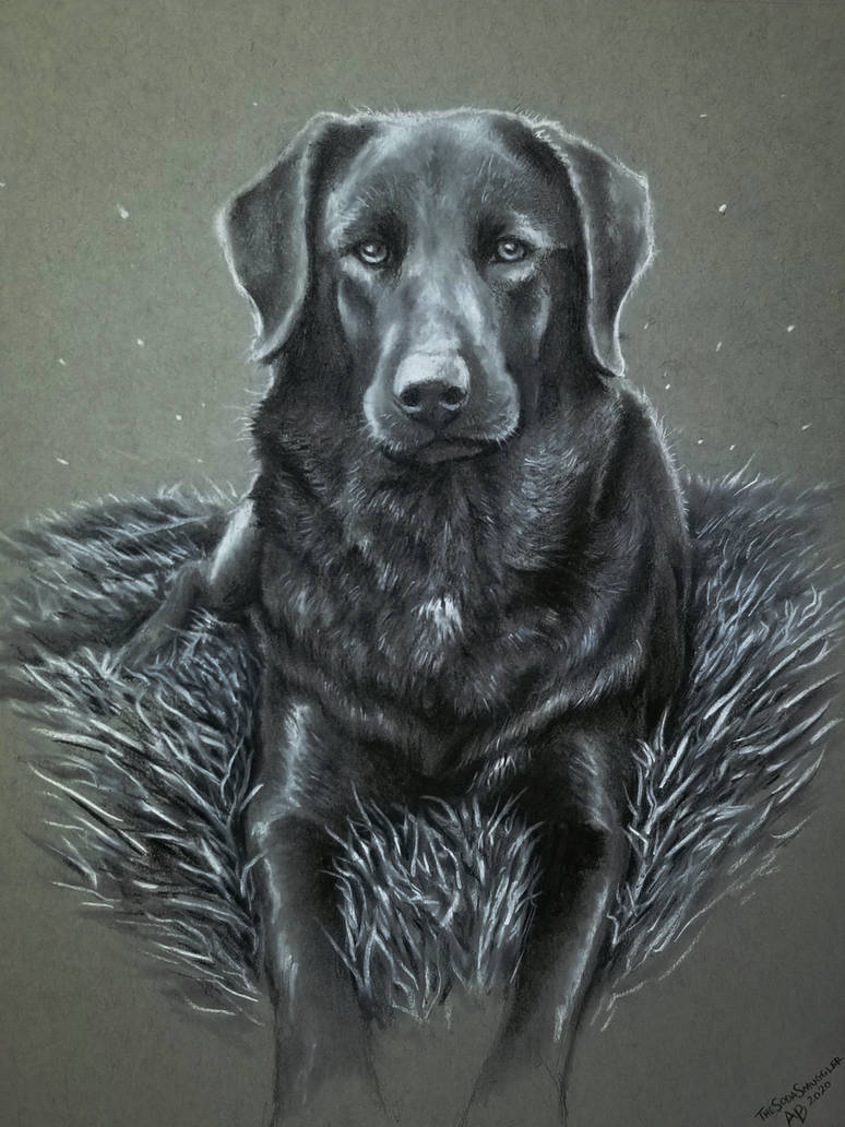 Black Lab Deviantart Black Lab in the Grass by SpiriMuse on DeviantArt