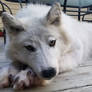 Soft Mount Arctic Wolf (FOR SALE)