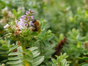 Bee on flower 