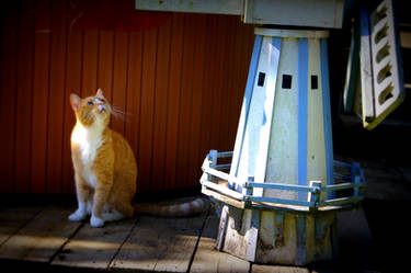 The Cat and the Windmill