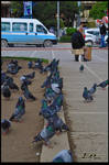 flock of doves by emrepullukcu