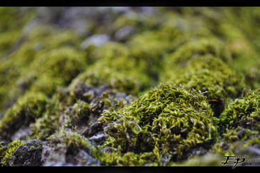 tree moss