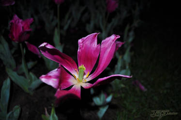 pink flower